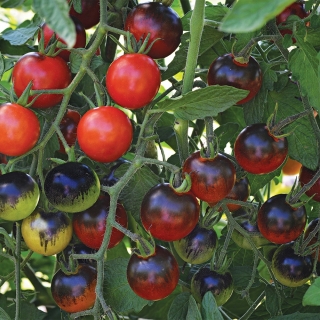 Томат Миднайт Снэк F1