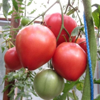 Томат Минусинский Низкорослый Крупный (большой пакет)