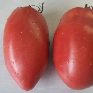 Томат Минусинское Чудо из Подсинее (большой пакет)