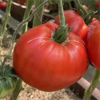 Томат Минусинские шары