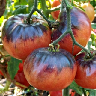 Томат Мурин