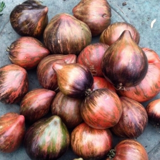 Томат Мятежный Звездный Истребитель (Rebel Starfighter Prime) (большой пакет)