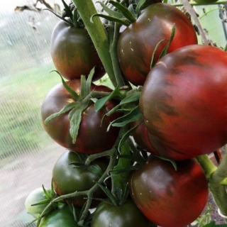 Томат Негритенок