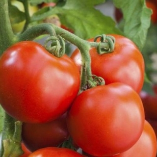 Томат Непас-12 Непасынкующийся крупный