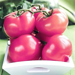 Томат Непас- 2 Непасынкующийся малиновый