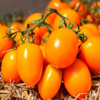 Томат Непасынкующийся Оранжевый с носиком