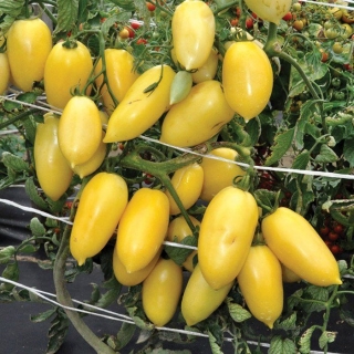 Томат Нежность