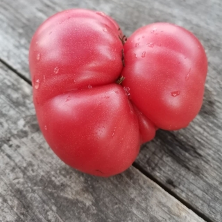 Томат Гном Новый большой гном (New Big Dwarf)