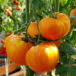 Томат Неифан (Neifan)