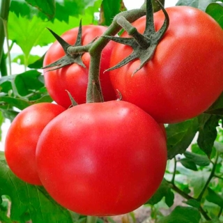 Томат Остоженка F1 (Профессиональная серия)