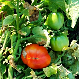 Томат Палтамо