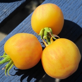 Томат Персиковый (опушенный)