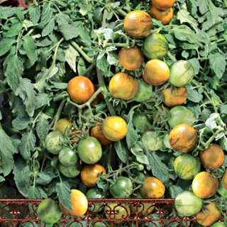 Томат Рамблин Голд Страйп F1 ампельный (Огород на балконе)