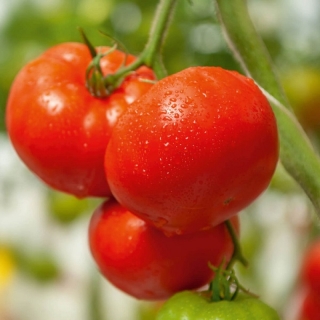 Томат Редхолли F1