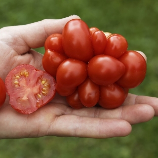 Томат Рейсетомат (Reisetomato)