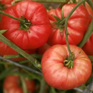 Томат Самбол Розовый