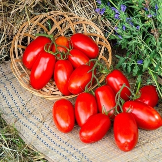 Томат Самкон 7 F1