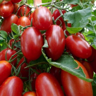 Томат Самкон 9 F1