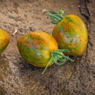 Томат Сердечко Сюрприза (Coeur De Surpriz) (большой пакет)