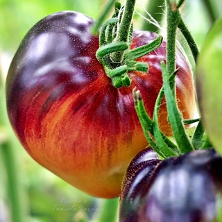 Томат Сержант Пеппер Бронзовый (Sgt. Pepper's Bronze) (большой пакет)