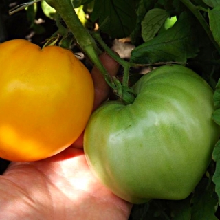 Томат Сердце из Цинциннати