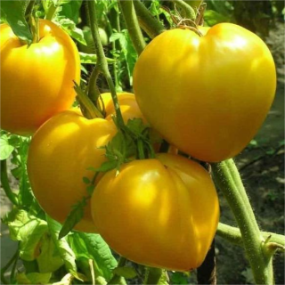 Томат Сибирский Гигант Желтый