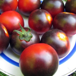 Томат Синие замшевые туфли (Blue Suede Shoes)