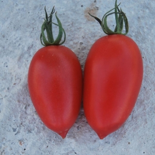 Томат Сицилийский перчик