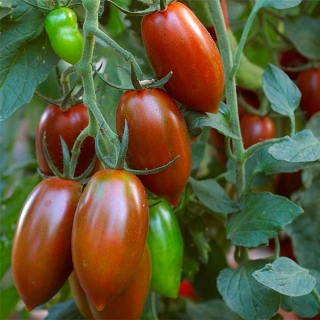 Томат-черри Сладкая Карамелька Шоколадная (большой пакет)