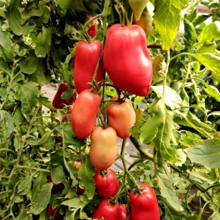 Томат Сливница