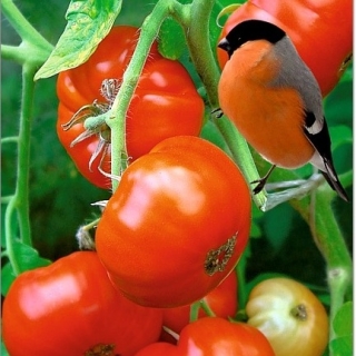 Томат Снегирек