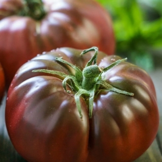 Томат Чёрный мастер (Black Master)