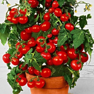 Томат Царь Балкон F1