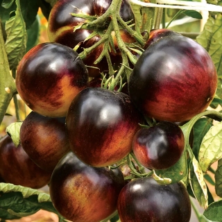 Томат Черничный пломбир F1