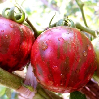 Томат Цзы - Ю (Tzi Bi U)