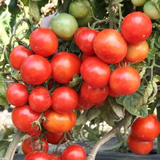 Томат Уральский ранний