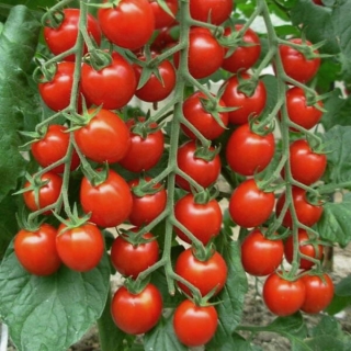 Томат Вишневый гроздевой