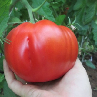 Томат Владимир Великий F1