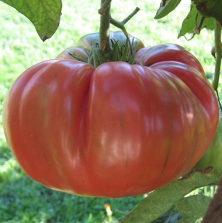 Томат Водолей