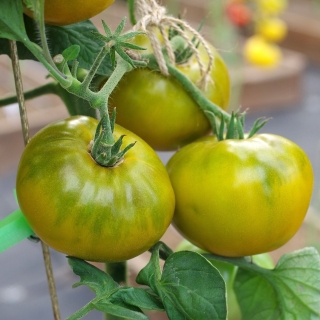 Томат Зеленая Тайна Личинки