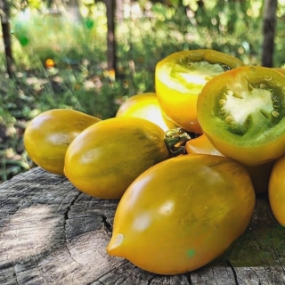 Томат Зеленый мед