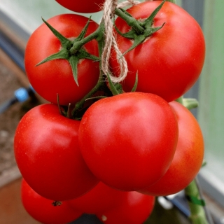 Томат Зета F1