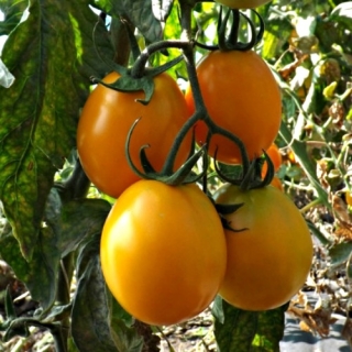 Томат Золотой Барончикова