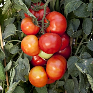 Томат Биг Лига F1 (Огород на балконе!)