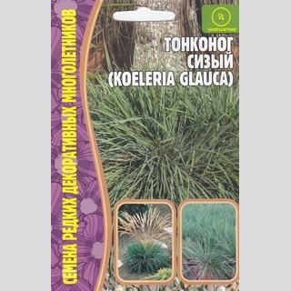 Тонконог сизый