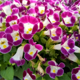 Торения Хай лайт Маджента