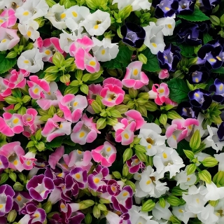 Торения Микс (серия Kauai)