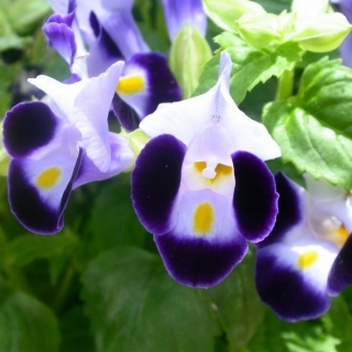 Торения Хай лайт Маяк