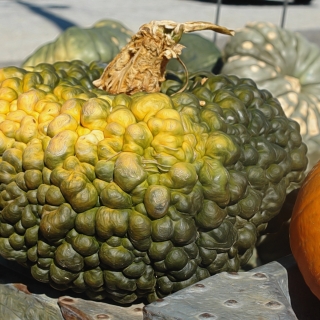 Тыква Тортилла