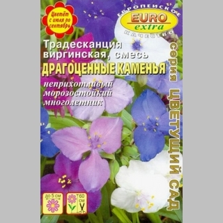 Традесканция Драгоценные каменья